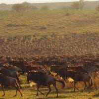 Tanzania gnu waiting
