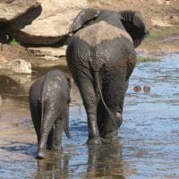 Tanzania elephants