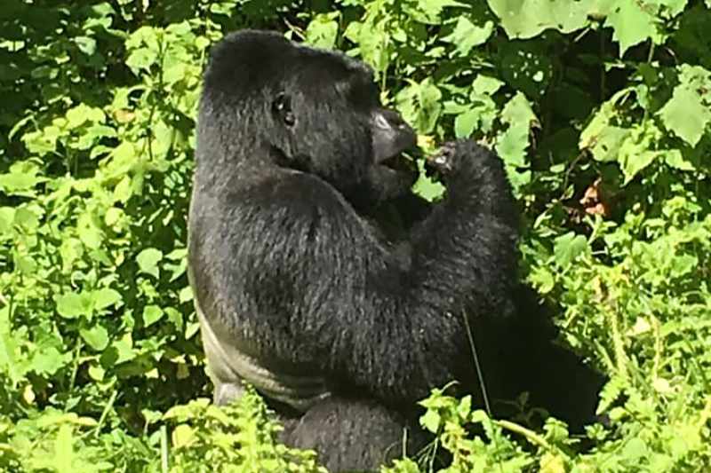 Gorilla, Uganda
