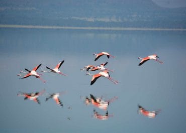 Lake Naivasha