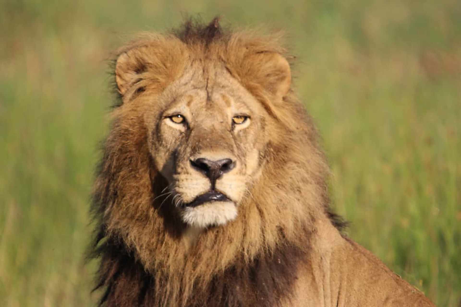 masai-mara IMG-20181030-WA0027_5f8a276c-838a-4f23-91e2-a1af6bffe5af