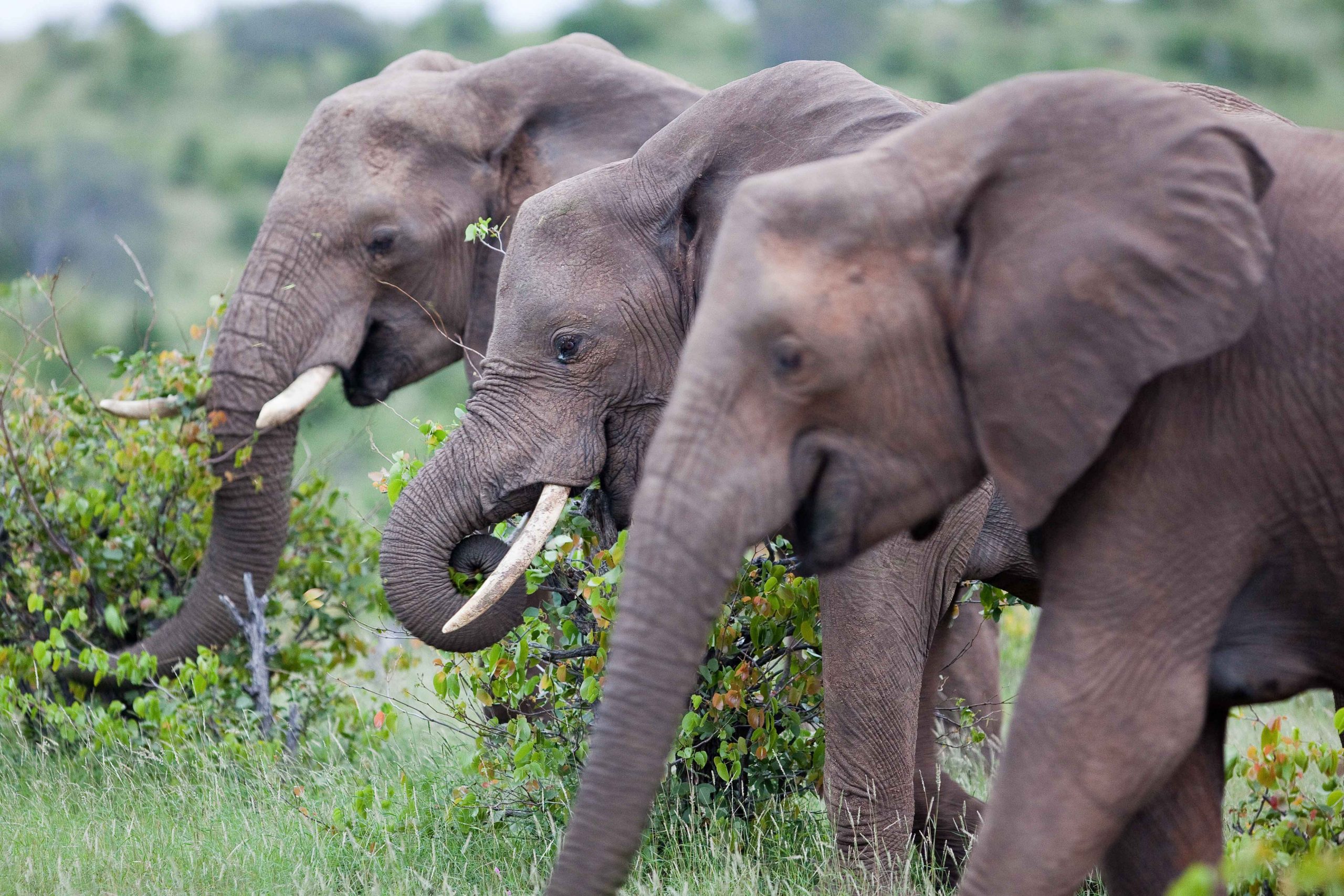 elephant, tusk and herd