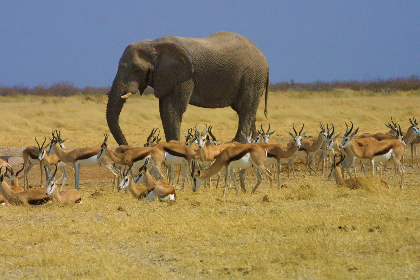 Etosha NP