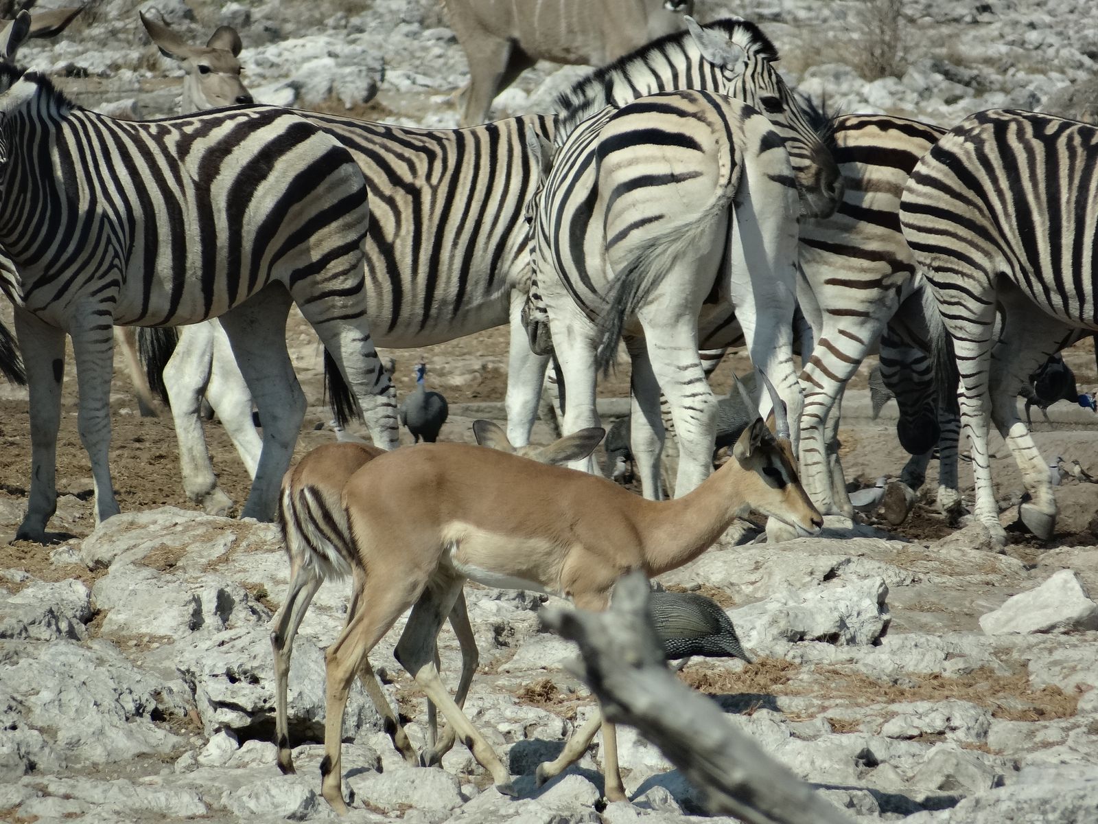 Etosha NP, Spektakel am Wasserloch
