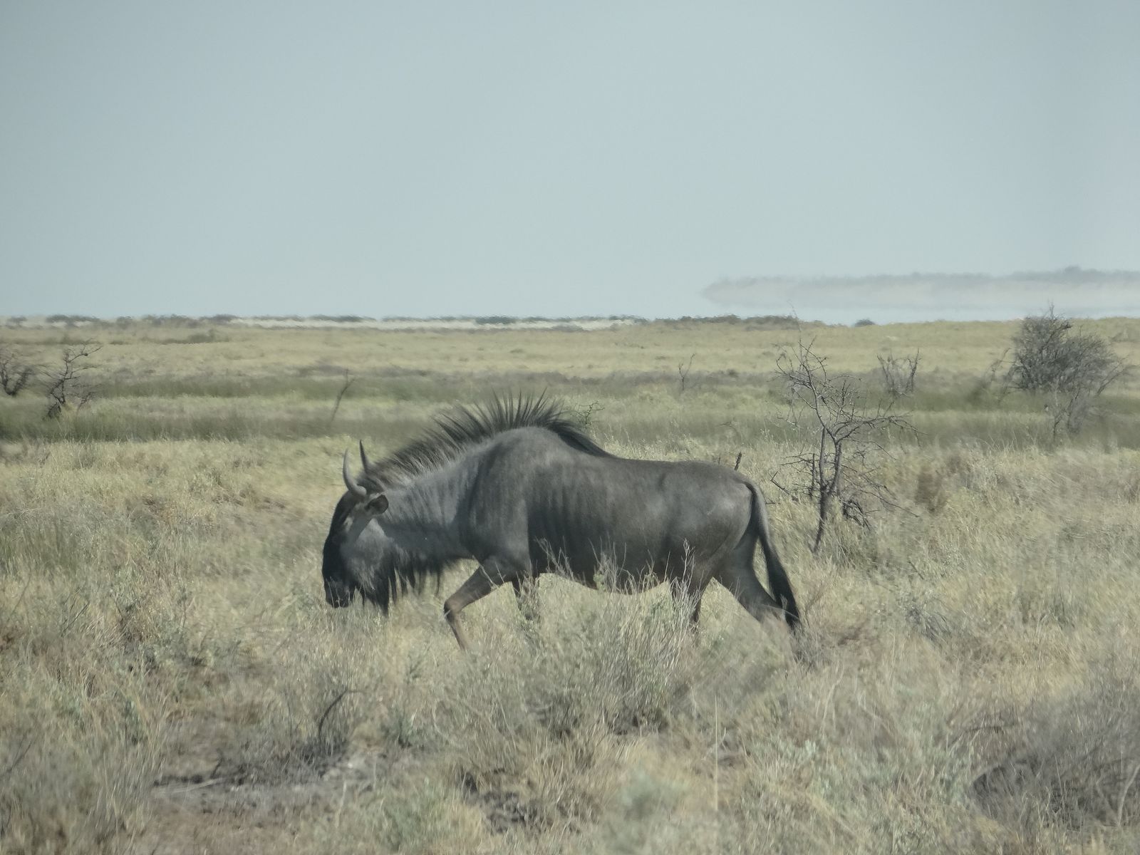 Etosha NP, Gnu