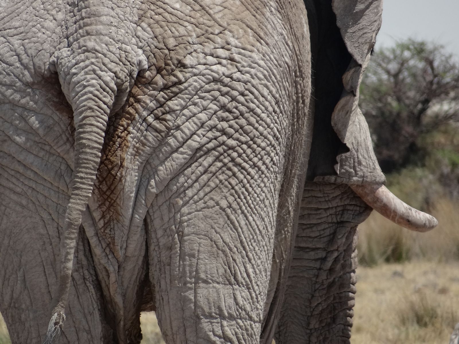 Etosha NP grauer Elefant