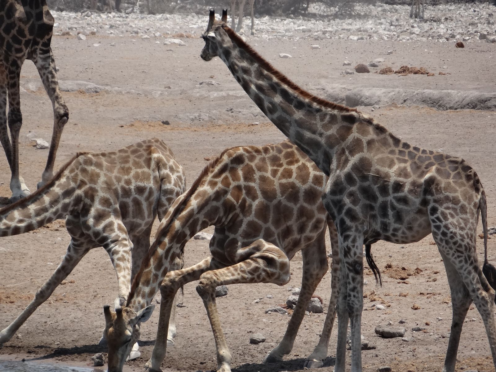 Etosha NP Giraffen am Wasserloch