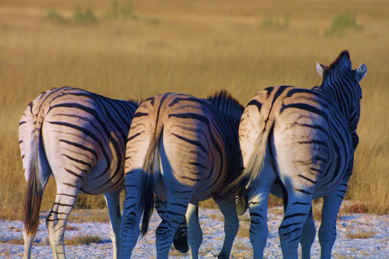 Etosha NP Zebras in der Abendsonne