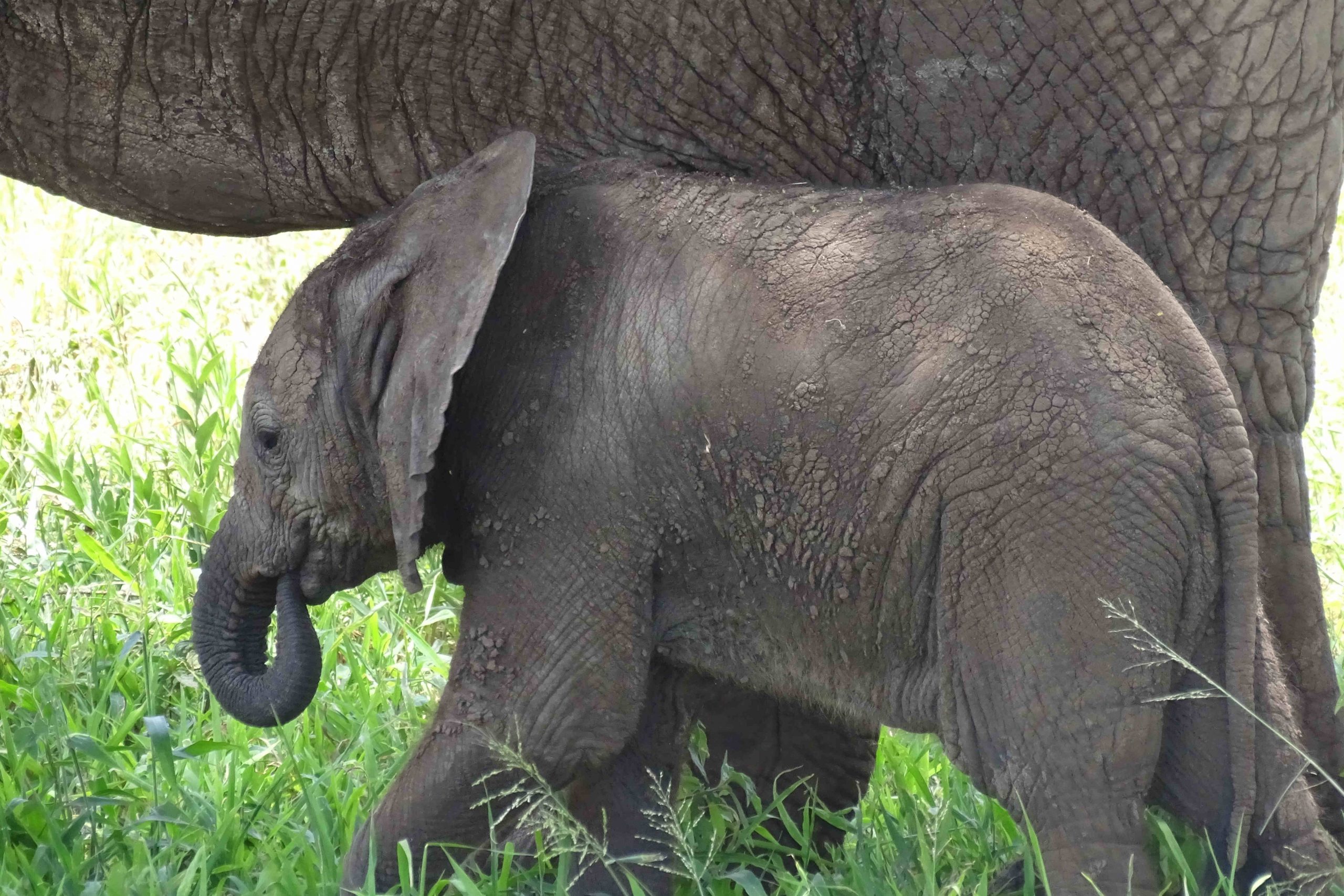 Amboseli Elefanten