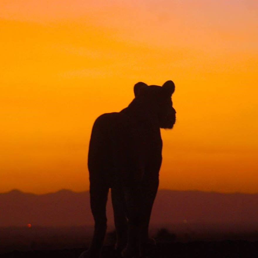 Lion