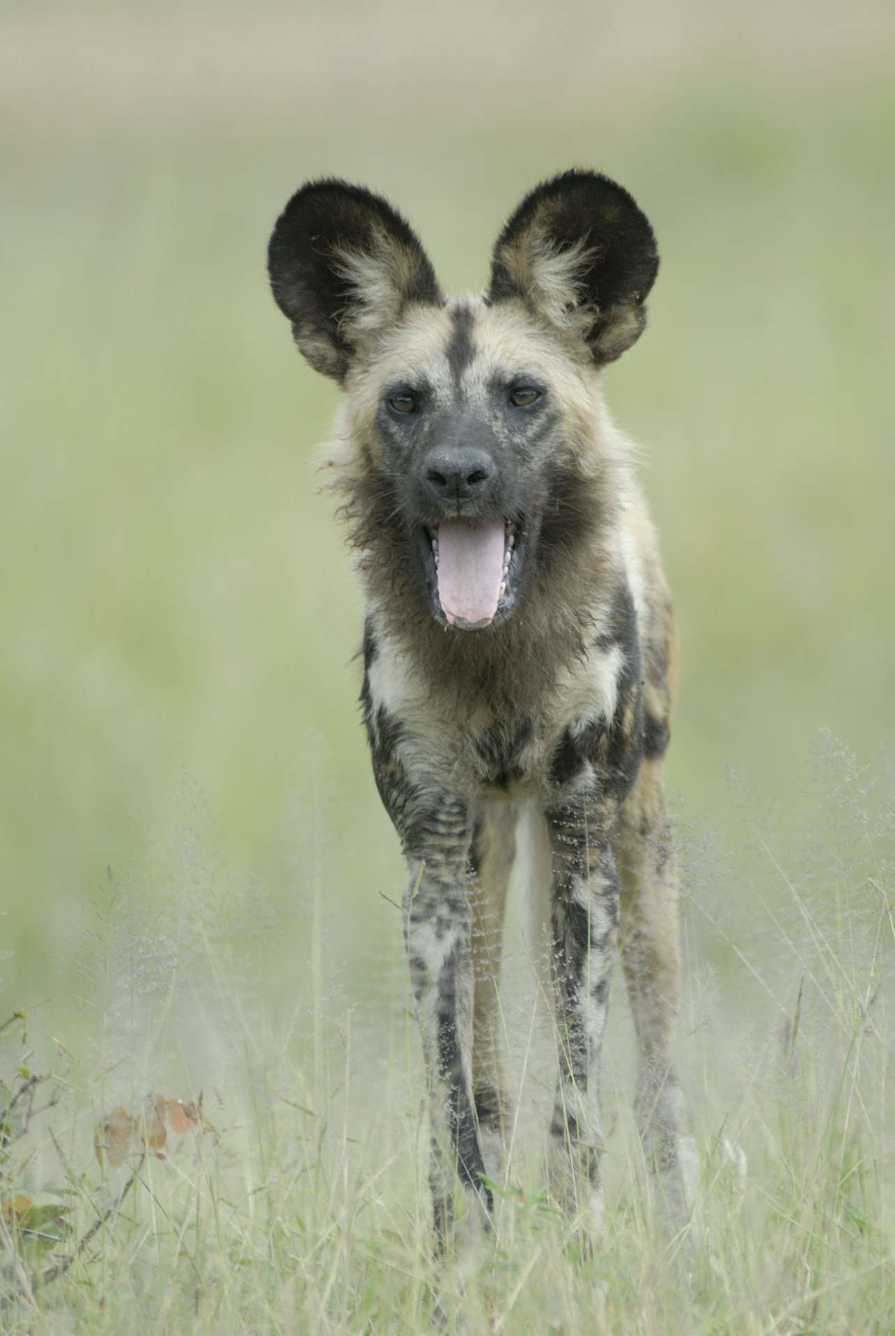 African Wild Dog