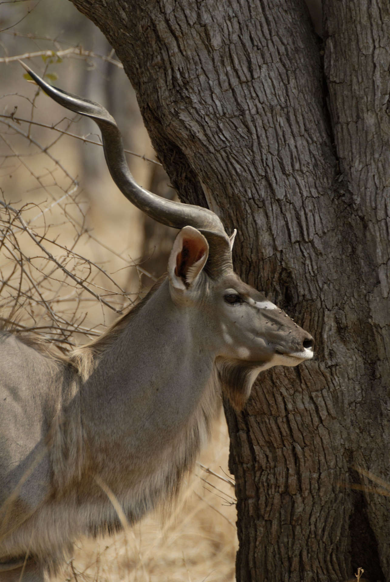 Kudu