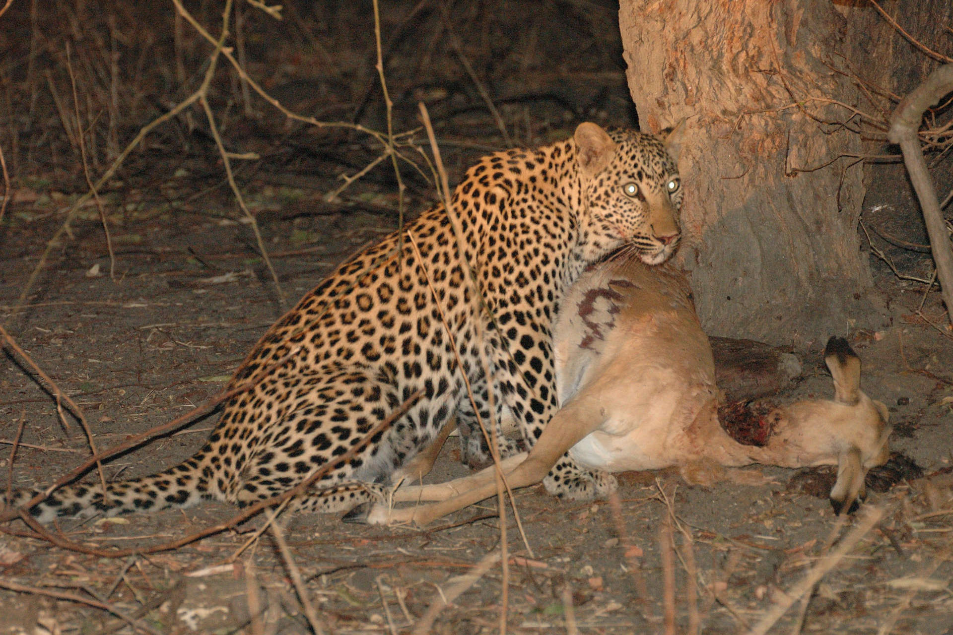 Leopard