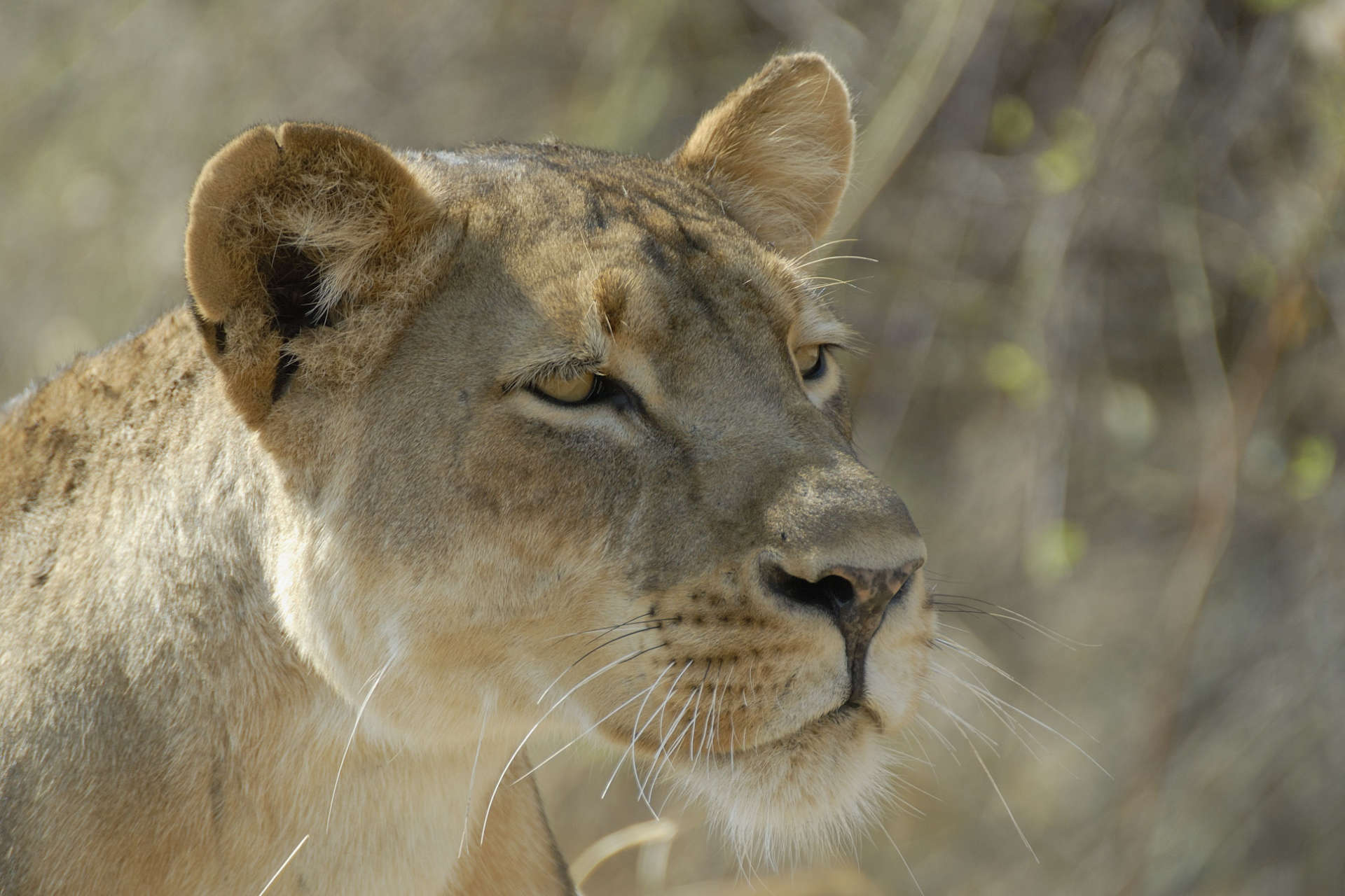 Lioness