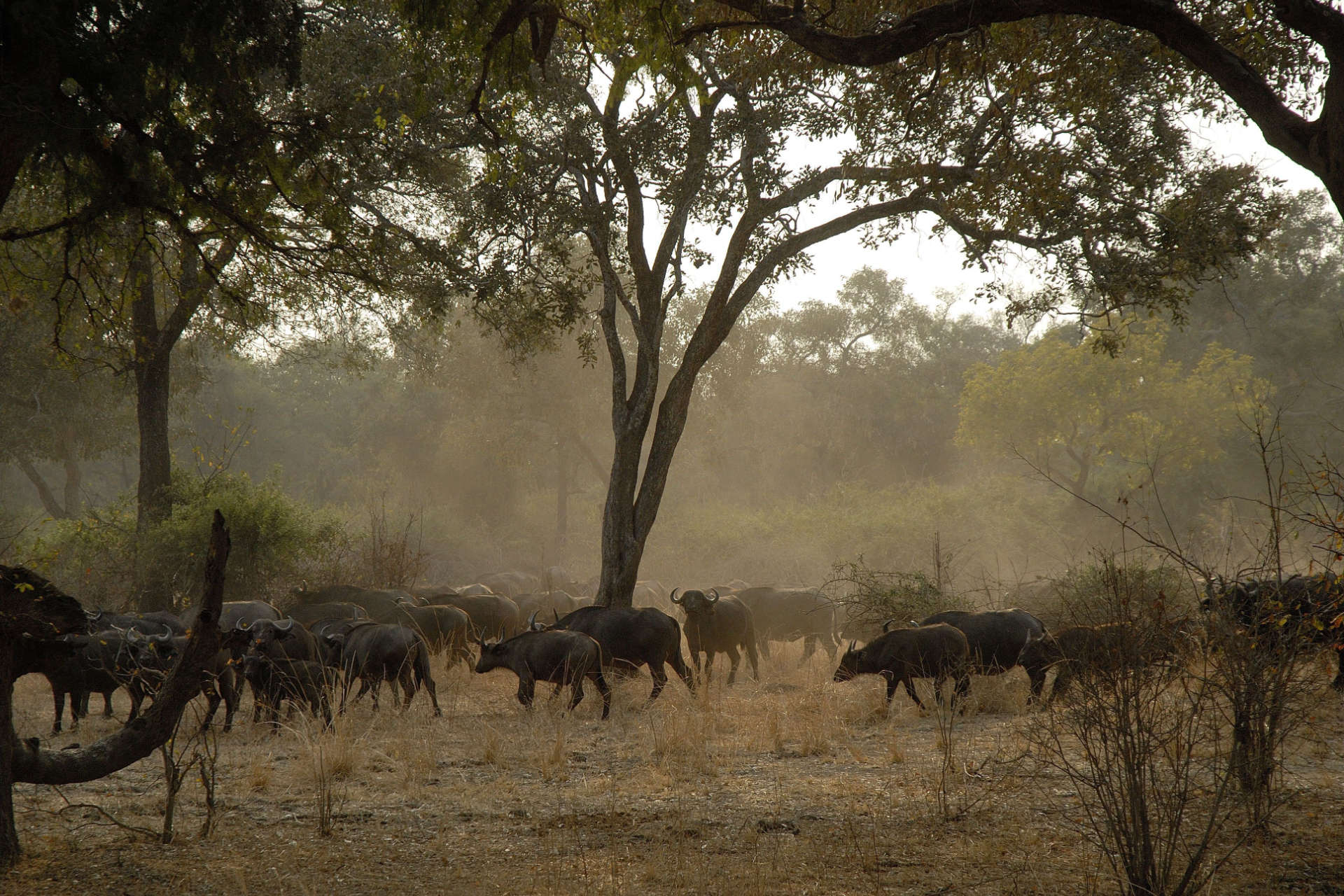 Buffalo