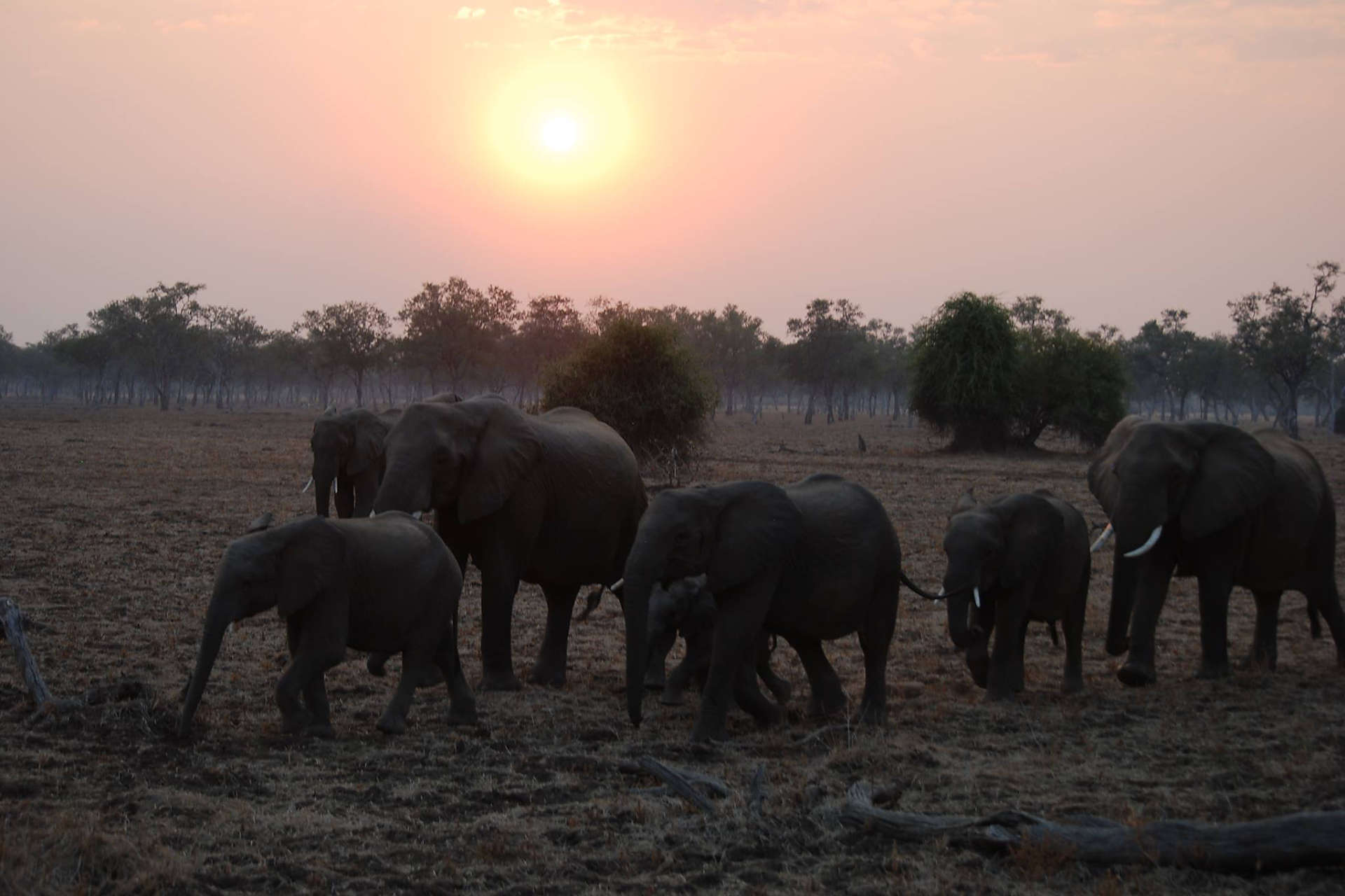 Wildes Sambia