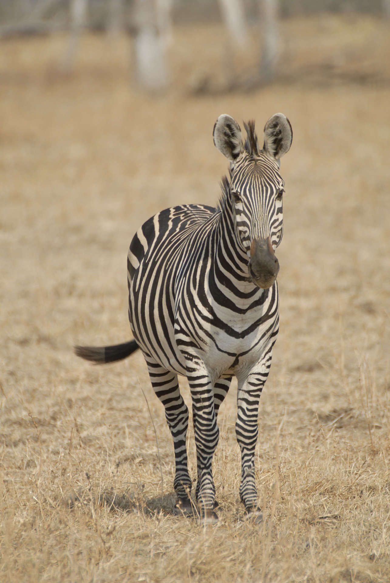 Zebra