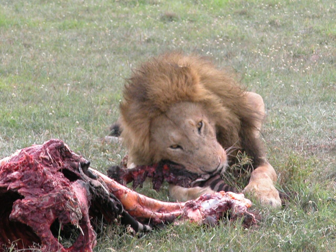 MAsai Mara_3