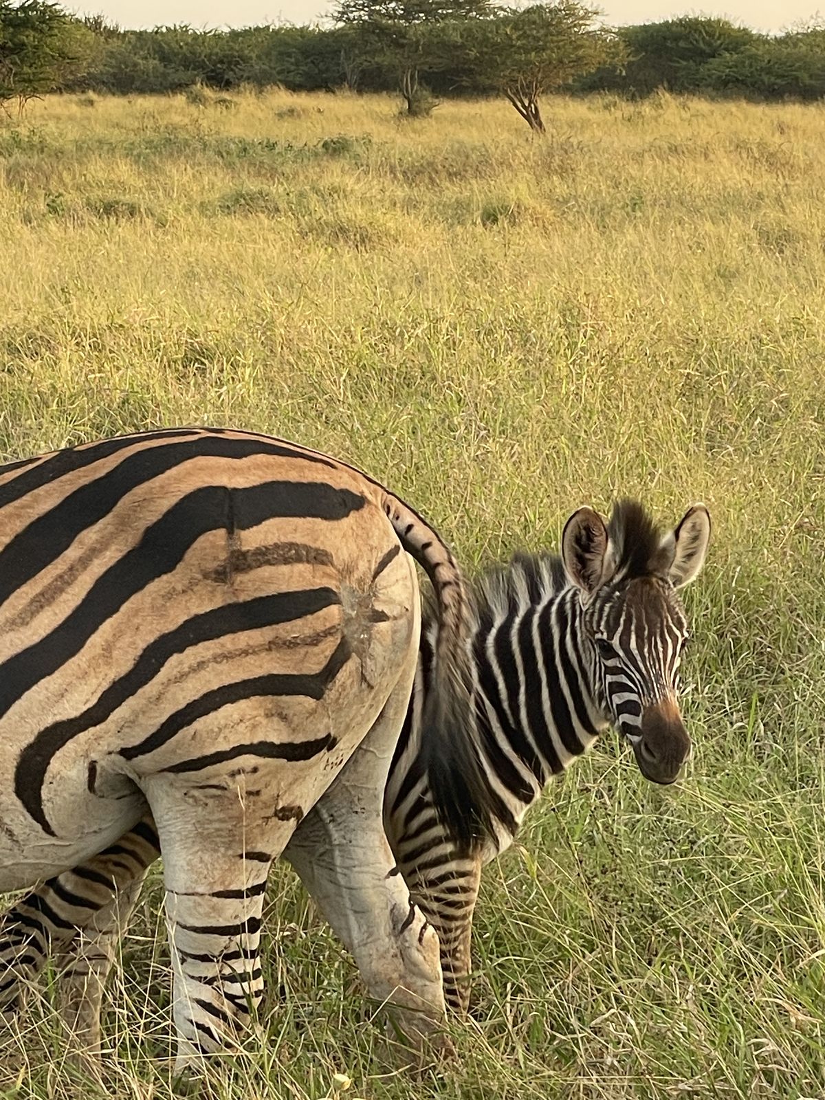Thanda Game Reserve