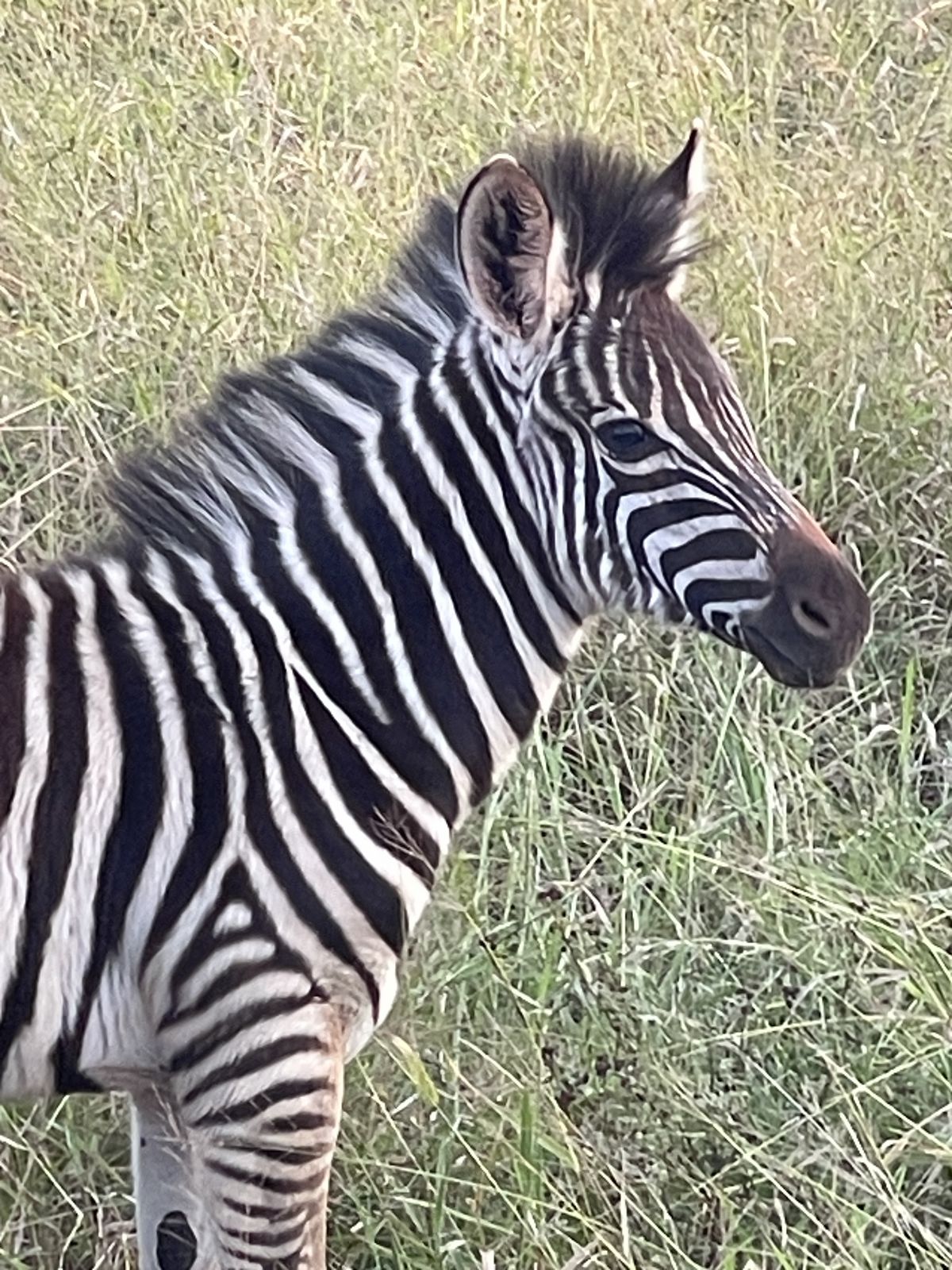 Thanda Game Reserve