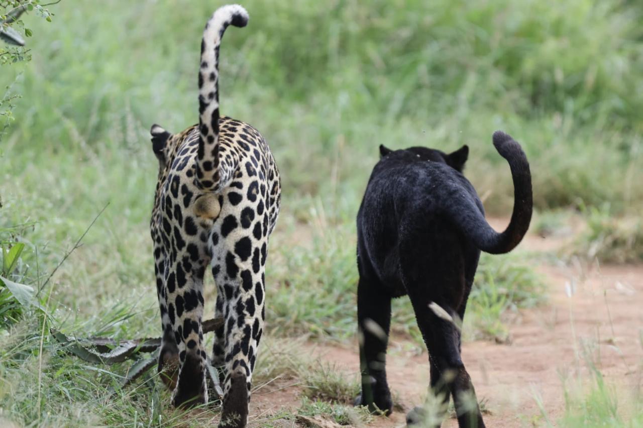 Gisa - schwarze Leopardin
