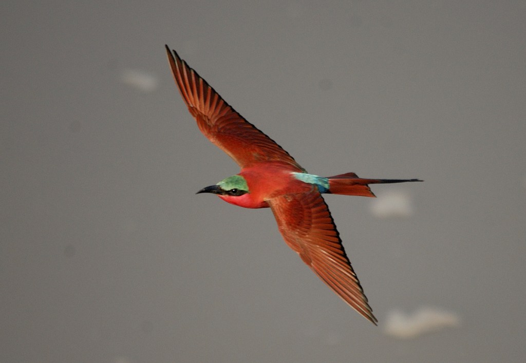 Carmine Bee Eater