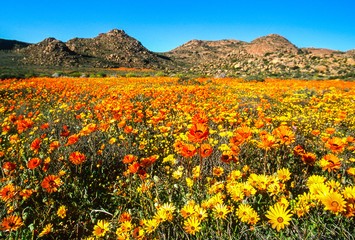 Namaqua