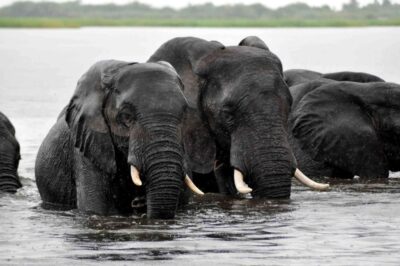 Elephant Crossing Safari Bushcamp_9