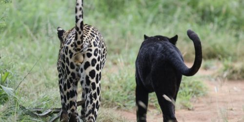 Gisa - schwarze Leopardin