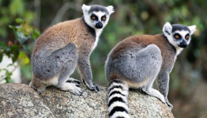 Lemuren im Isalo Nationalpark