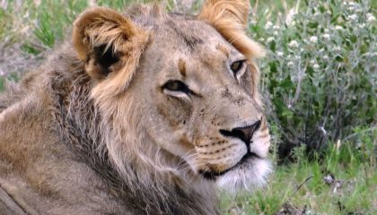 Löwe inmitten der blühenden Kalahari