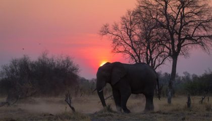 Kompakte Botswana Safari, Sonnenuntergang im Moremi