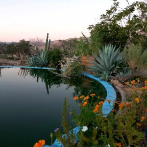 Camp Gecko Pool