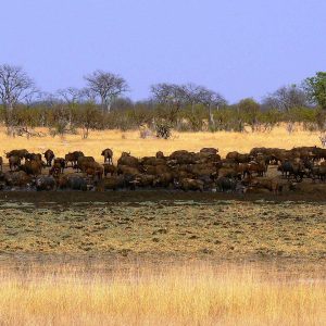 Camp Hwange