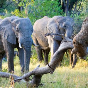 Camp Moremi