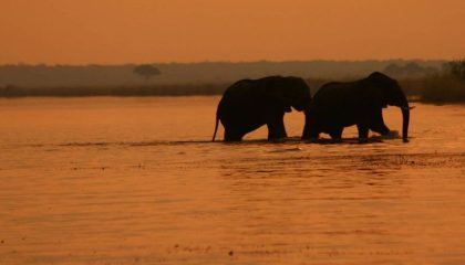 Safari in Botswana. Sonnenuntergang am Chobe Fluss