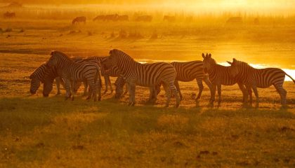 günstige Botswana Reise, Abendstimmung in der Savanne