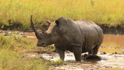 Gruppensafari zum Krüger Nationalpark