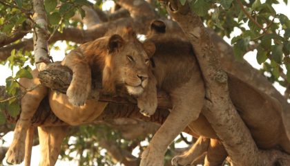 Selbstfahrer Reise durch Uganda, Löwen im Queen Elisabeth NP