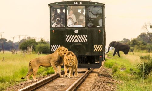 Elephant Express