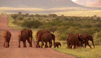 Campingsafari ins Damaraland, Wüstenelefanten
