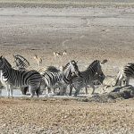 Etosha Nationalpark, Zebras am Wasserloch