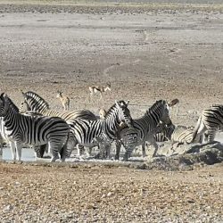 Etosha Nationalpark, Zebras am Wasserloch