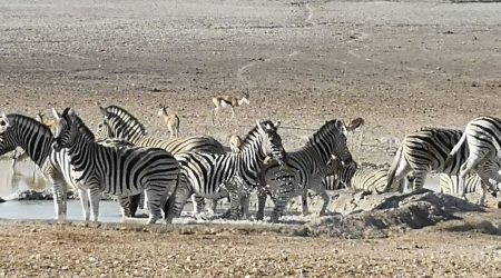 Etosha Nationalpark, Zebras am Wasserloch