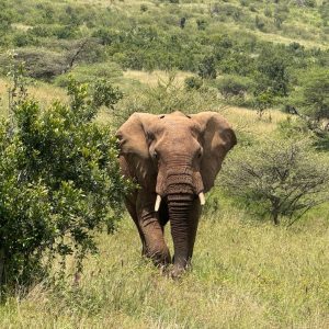 Ewaso Camp, Elefant