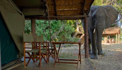 Safari im South Luangwa & Luambe N. P., Elefant im Flatdogs Camp