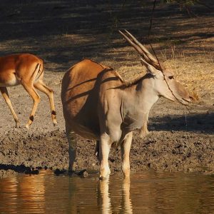 Gabus Game Ranch