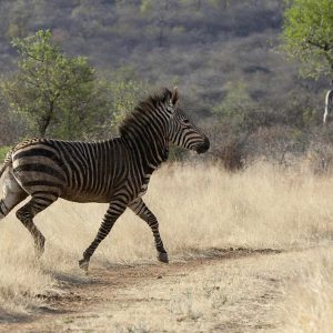 Gabus Game Ranch