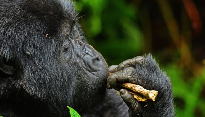 Gorillas in Uganda & Ruanda