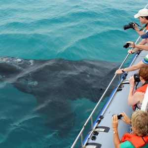 Grootbos Forest Lodge Walbeobachtung per Boot